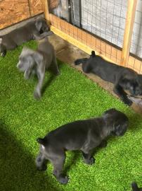 Cane Corso Welpen zur Adoption verf�gbar