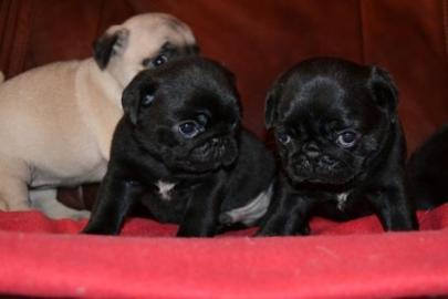 Mops Welpen
