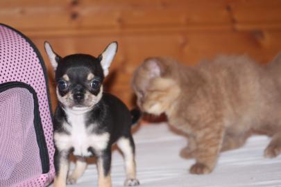 Wundersch�ne Chihuahua Welpen mit Stammb