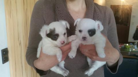 Wundersch�ne Chihuahua Welpen mit Stammb