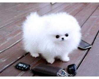 Zwergspitz / Pomeranian welpen