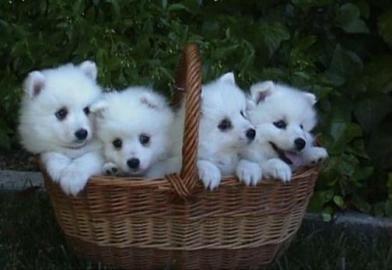 Zwergspitz / Pomeranian welpen