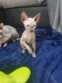 Reinrassige Sphynx Katzen