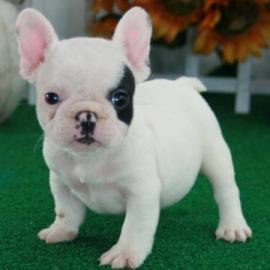 Reinrassige Franz�sische Bulldogge Welpe
