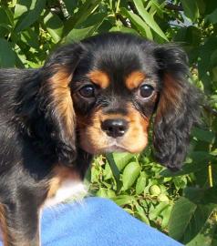 Cavalier King Charles Spaniel