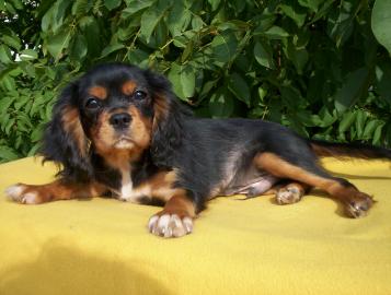 Cavalier King Charles Spaniel
