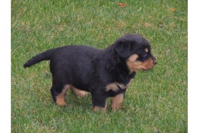 Niedliche Rottweiler-Welpen an nette