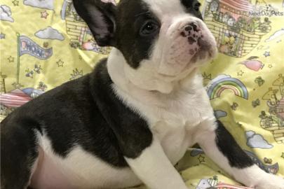 Reinrassige franz?sisch Bulldogge Welpen