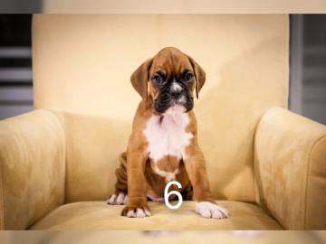 Sch�ne Boxerwelpen 12 Wochen. 