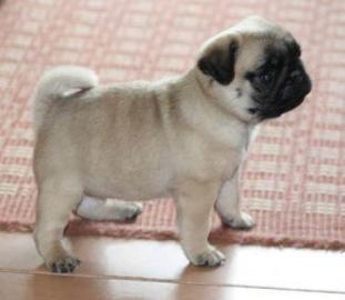 Vergebe Wundersch�ne Mops Babys