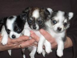 Adorable Chihuahua Welpen