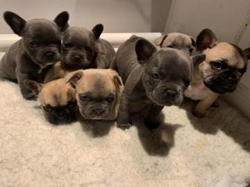 Franz?sische Bulldogge Welpen