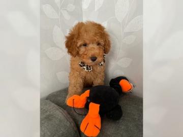 Maltipoo-Welpen zu verkaufen