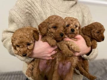 Maltipoo-Welpen zu verkaufen