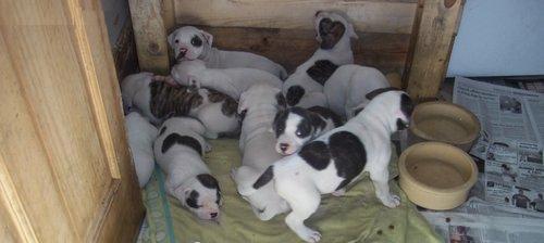 s��er Franz�sisch Bulldogge-Welpen, ( 2