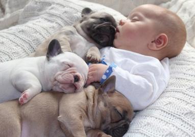 s��er Franz�sisch Bulldogge-Welpen, ( 2