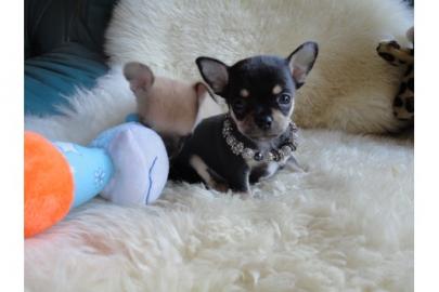 wundersch�ne Kurzhaar-Chihuahua welpen