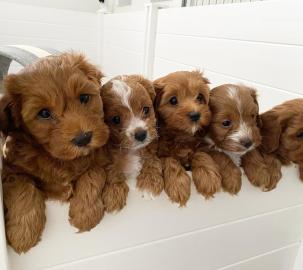 Cavapoo-Welpen verstehen