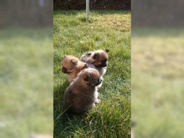 S��es Zwergspitz-Pomeranianm�dchen sucht