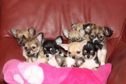 Mini Chihuahua Welpen