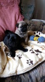 Reinrassige Mops Welpen