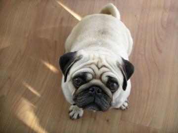 wei� wundersch�nen Mops Welpen zur Annah
