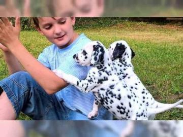 H�bsche Dalmatiner Welpen LOF zu verkauf