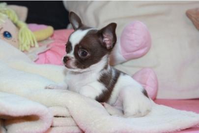 100% MINIChihuahua welpen
