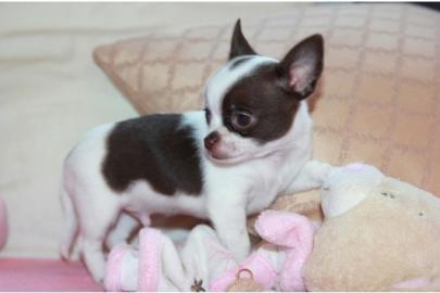 100% MINIChihuahua welpen