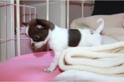 100% MINIChihuahua welpen