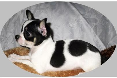 Typvolle Chihuahua-Welpen aus dem M�nste