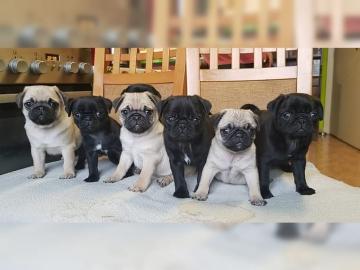 Bildsch�ne Reinrassige Mops Welpen