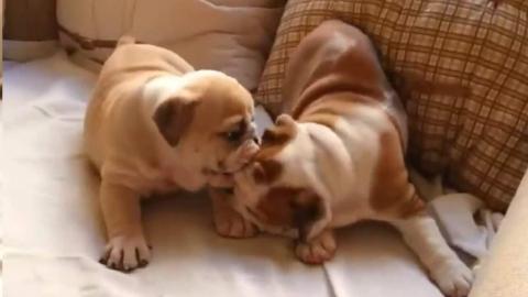 Englische Bulldogge Welpen-KOSTENLOS