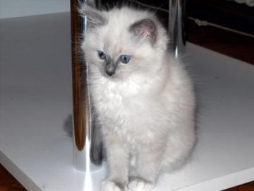 Ragdoll kittens