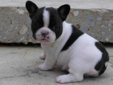 Franz�sische Bulldogge (WELPEN) mit Papi