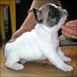 Franz�sische Bulldogge (WELPEN) mit Papi