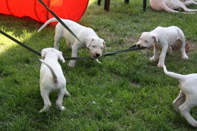 Verkaufe Bildhsch�ne Dogo Argentino Welp