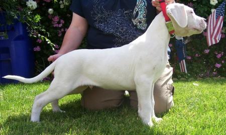 Verkaufe Bildhsch�ne Dogo Argentino Welp