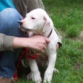 Verkaufe Bildhsch�ne Dogo Argentino Welp