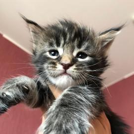 Wundersch�ne Maine-Coon-Katzen abzugeben