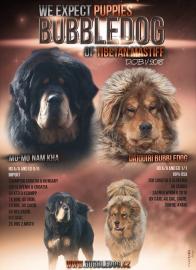 Tibetmastiff, Tibetdogge, Do-Khyi