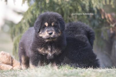Tibetmastiff, Tibetdogge, Do-Khyi