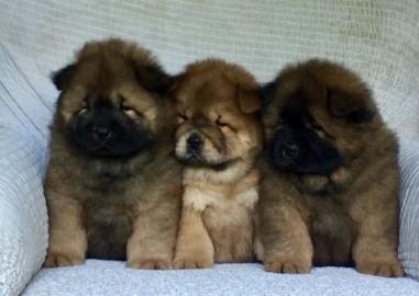 Chow Chow Welpe weiblich, cremefarben mi