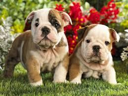 Zwei gesunde Tiny English Bulldog welpen