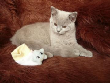Kitten BKH mit Stammbaum