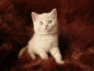 Kitten BKH mit Stammbaum