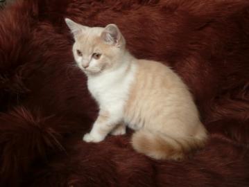 Kitten BKH mit Stammbaum