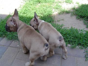 s��er Franz�sisch Bulldogge-Welpen