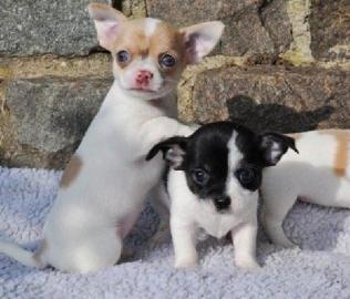 S�sse Chihuahuawelpen mit Ahnentafel
