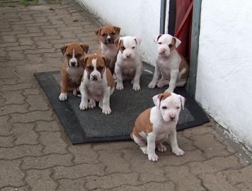 Staffordshire Bullterrier R�den und weib
